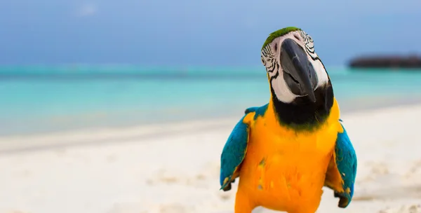 Cute bright colorful parrot on the white sand in the Maldives — Stock Photo, Image