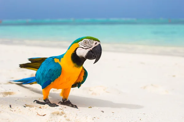 Cute bright colorful parrot on the white sand in the Maldives — Stock Photo, Image