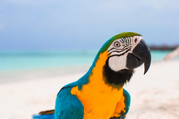 Funny bright colorful parrot on the white sand in the Maldives — Stock Photo, Image