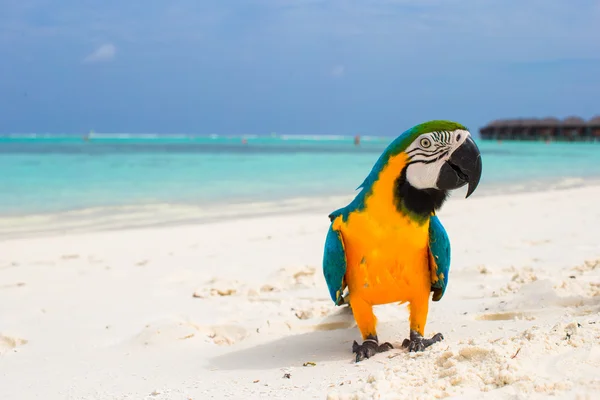 Maldivler beyaz kum üzerinde komik parlak renkli papağan — Stok fotoğraf