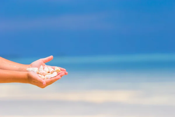 Close up de mão menina segurando belas conchas do mar — Fotografia de Stock