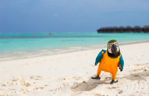 Funny bright colorful parrot on the white sand in the Maldives — Stock Photo, Image