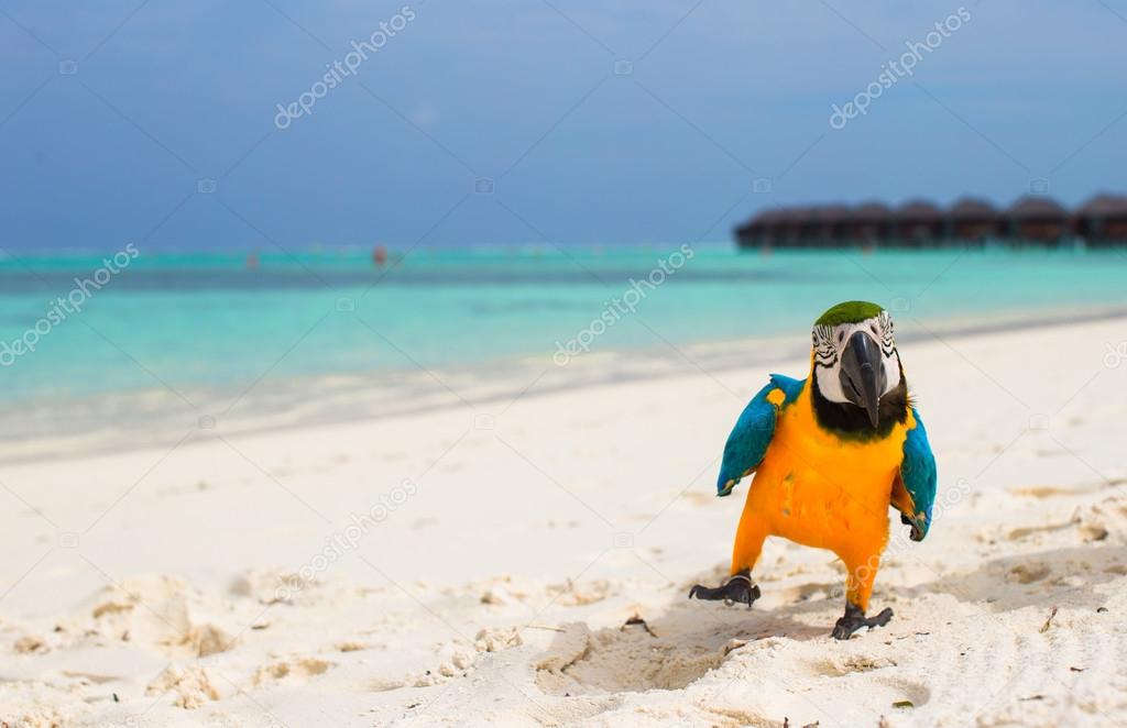 Funny bright colorful parrot on the white sand in the Maldives