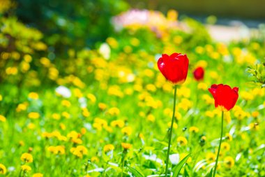Taze bahar bahçe içinde renkli Lale çiçek açan