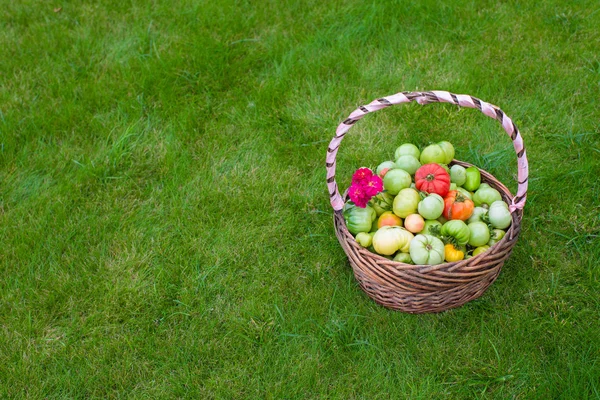 Gran cesta llena de tomates cosechados sobre hierba verde — Foto de Stock