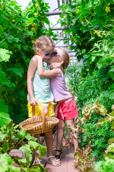 Cute little girls collecting crop cucumbers in greenhouse — Stock Photo, Image