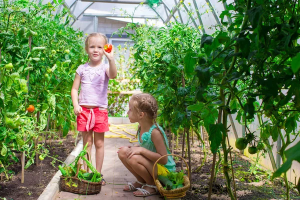 Little girls collecting crop cucumbers in the greenhouse — Stock Photo, Image