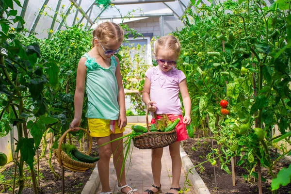 Little girls collecting crop cucumbers in the greenhouse — Stock Photo, Image