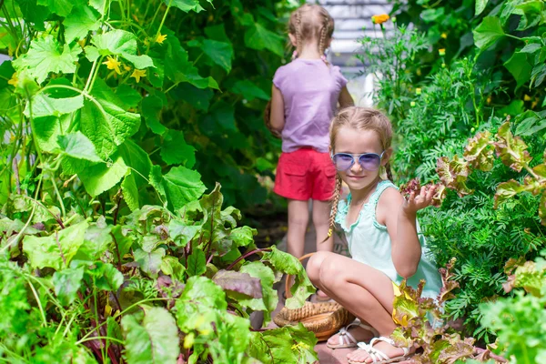 Söta små flickor samla gröda gurka i växthus — Stockfoto