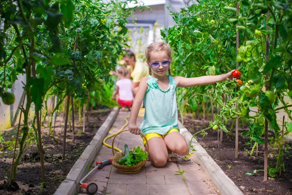 Little girl collecting crop cucumbers and tomatos in greenhouse — Stock Photo, Image