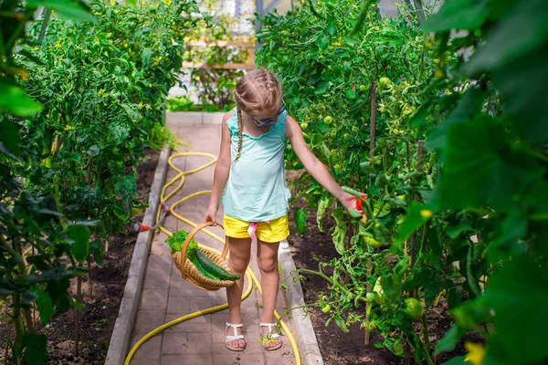 Liten flicka samla gröda gurkor och tomater i växthus — Stockfoto