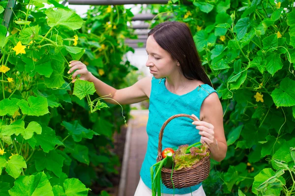 Mladá žena drží košík zeleně a zeleniny ve skleníku — Stock fotografie