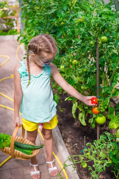 Little girl collecting crop cucumbers and tomatos in greenhouse — Stock Photo, Image