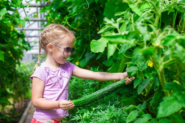 Roztomilá holčička, sběr plodin okurek ve skleníku — Stock fotografie
