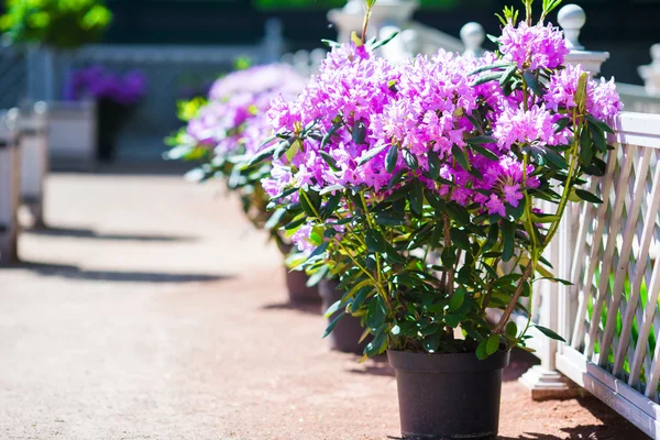 在春天的花园五颜六色盛开鲜花 — 图库照片