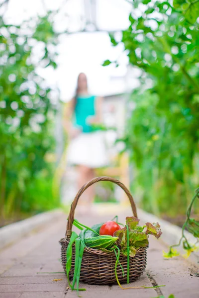 Nahaufnahme Korb mit viel Grün und Gemüse im Gewächshaus — Stockfoto