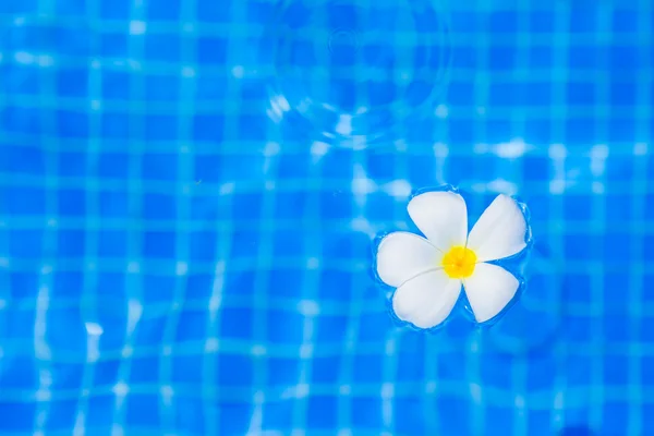 Frangipani flor en piscina al aire libre — Foto de Stock