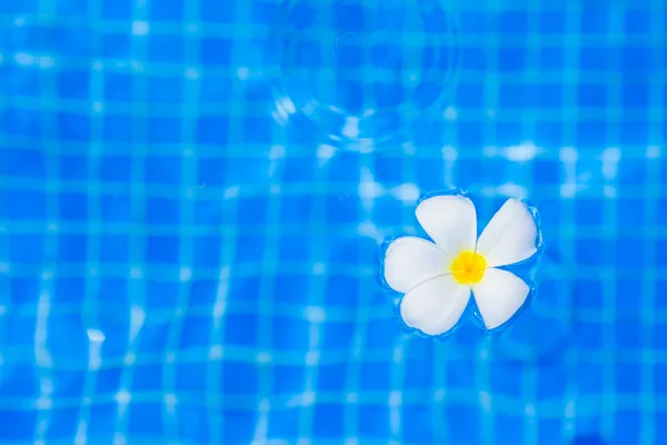 Flor Frangipani na piscina exterior — Fotografia de Stock