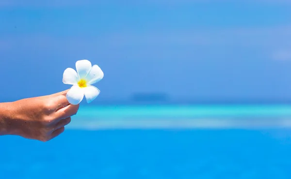 Квітка Франгіпані у відкритому басейні — стокове фото