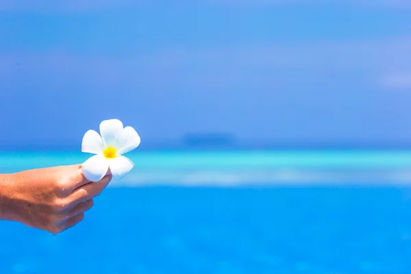 Açık Yüzme havuzunda Frangipani çiçek — Stok fotoğraf