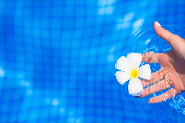 Frangipani fleur dans la piscine extérieure — Photo