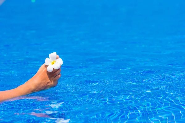 Witte mooie frangipani bloem op voeten in zwembad buiten — Stockfoto