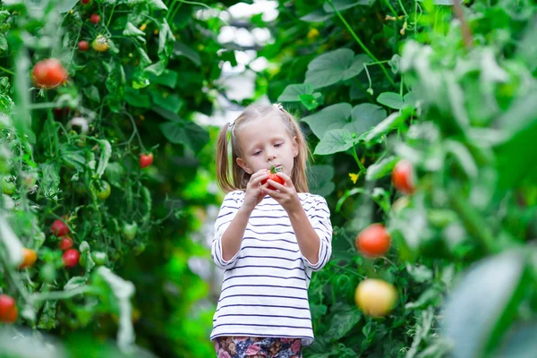 Schattig meisje verzamelen gewas komkommers en tomaten in kas — Stockfoto