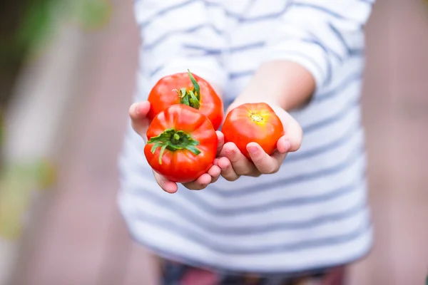 Close-up verzamelen gewas komkommers en tomaten in kas — Stockfoto