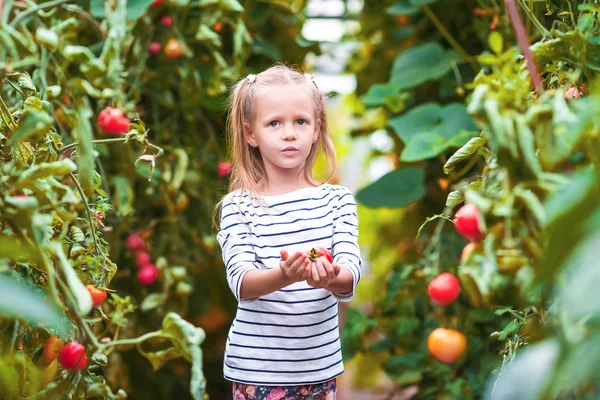 Adorable little girl collecting crop cucumbers and tomatoes in greenhouse — Stock Photo, Image