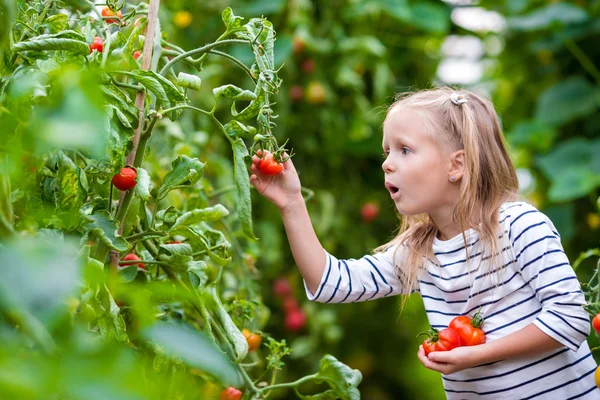 Adorable niña coleccionando pepinos y tomates en invernadero —  Fotos de Stock