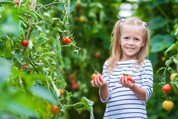 Adorável menina coletando pepinos e tomates em estufa — Fotografia de Stock