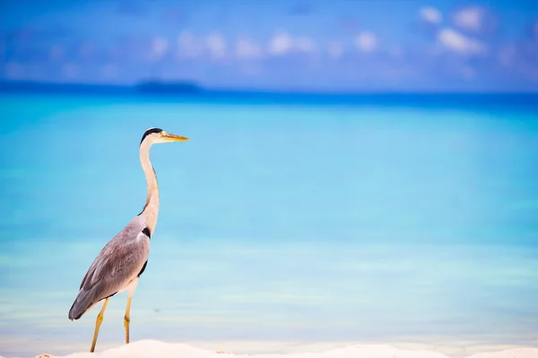 Grey heron standing on white beach on Maldives island — Stock Photo, Image