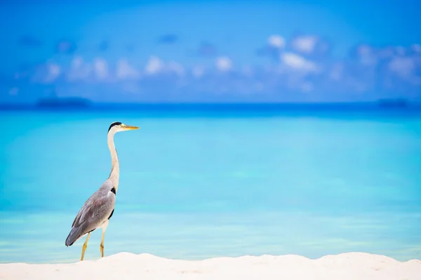 Grey heron standing on white beach on tropical island in Indiaan ocean — Stock Photo, Image