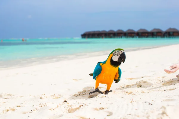 Wild colorful bright parrot on white sand at tropical island in the Indian Ocean — Stock Photo, Image