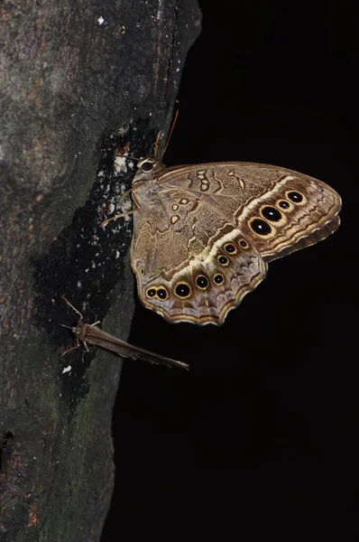Két Pillangó Csomagtartóban Egyik Neope Muirheadi Másik Mycalesis Zonata — Stock Fotó