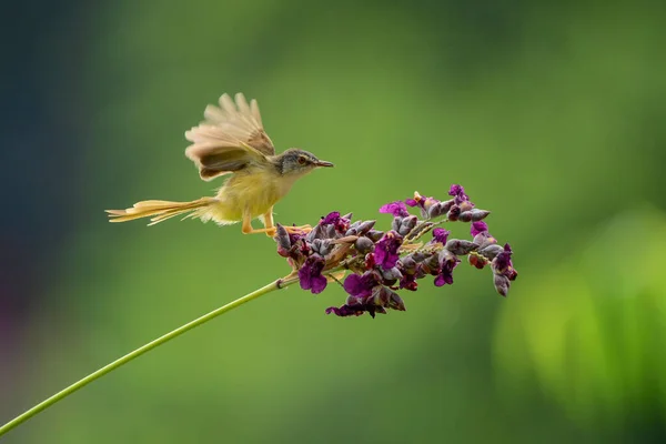 Żółtobrzucha Prinia Ptak Gałęzi — Zdjęcie stockowe