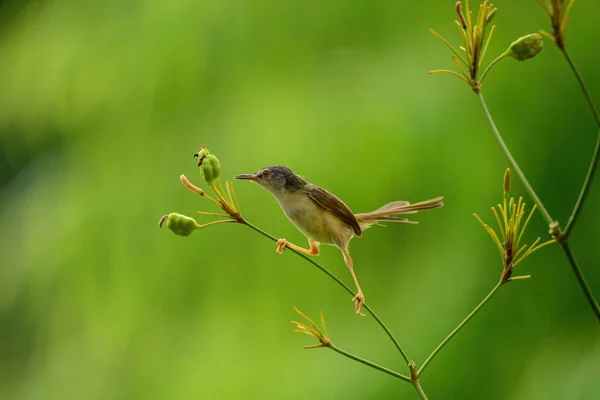 Żółtobrzucha Prinia Ptak Gałęzi — Zdjęcie stockowe