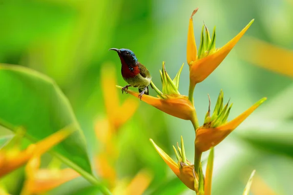 Heliconiaのフォークテールのサンバード — ストック写真