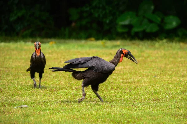 Dois Hornbills Solo Sul Bucorvus Leadbeateri Grama — Fotografia de Stock