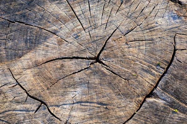 Rough Old Tree Stump Rings Cracks Wood Grain Flat Lay — Stock Photo, Image