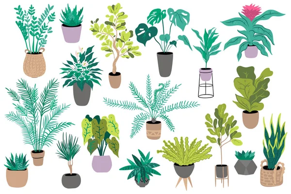 Houseplants Set Isolated White Background Vector Image — Stock Vector