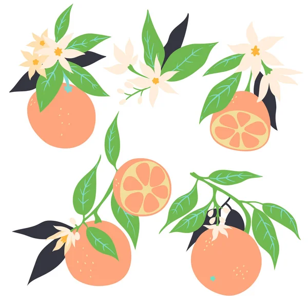 Oranges Sur Branches Avec Des Fleurs Isolées Sur Fond Blanc — Image vectorielle