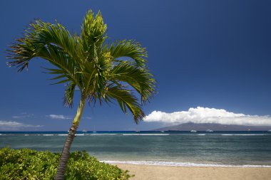 Palmiye ağacı ve plaj Lanai Adası ile. Lahaina, Maui, Hawaii