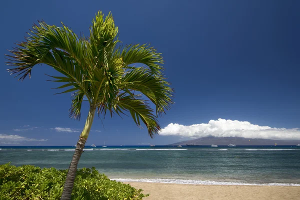 Palmiye ağacı ve plaj Lanai Adası ile. Lahaina, Maui, Hawaii