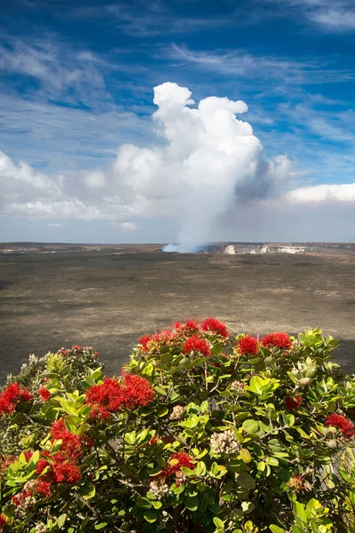 Kilauea Volcano Ohia Tree Its Flower Lehua Blossom Halemaumau Crater — Stock Photo, Image