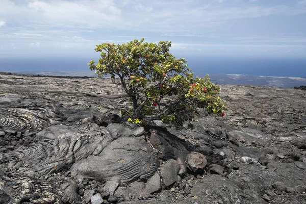 Single Tree Growing Crack Old Lava Flow Big Island Hawaii — Stock Photo, Image