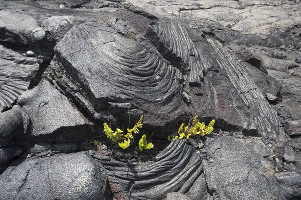 Plantas Que Crescem Através Rachaduras Fluxo Lava Velho Ilha Grande — Fotografia de Stock