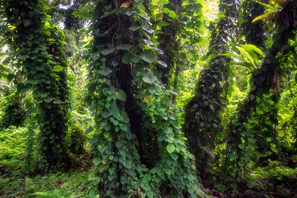 Vegetación Selva Puna Isla Grande Hawai — Foto de Stock