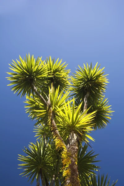 A káposzta fa az egyik legjellegzetesebb a fák, a Új-Zéland-táj — Stock Fotó