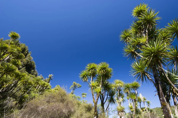El repollo es uno de los árboles más distintivos del paisaje neozelandés. — Foto de Stock